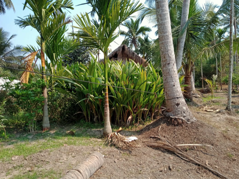 Coconut Plantation Report from VASA